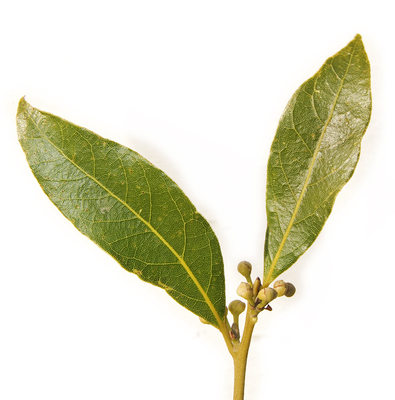 TEA TREE Essential oil, AUSTRALIAN